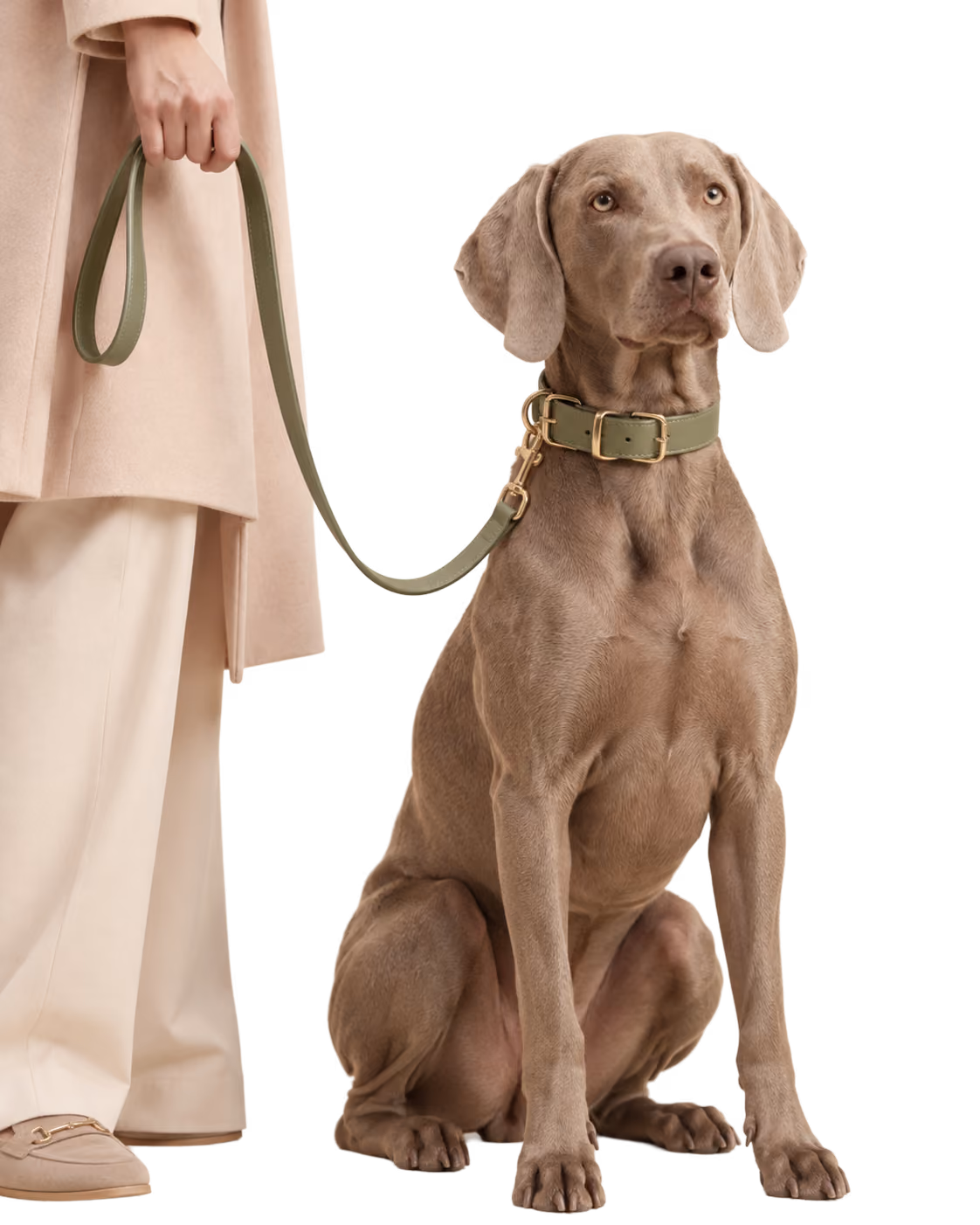Weimaraner on a leash