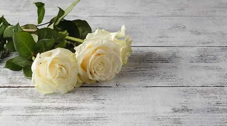 Two white roses with green leaves on a white wooden surface.