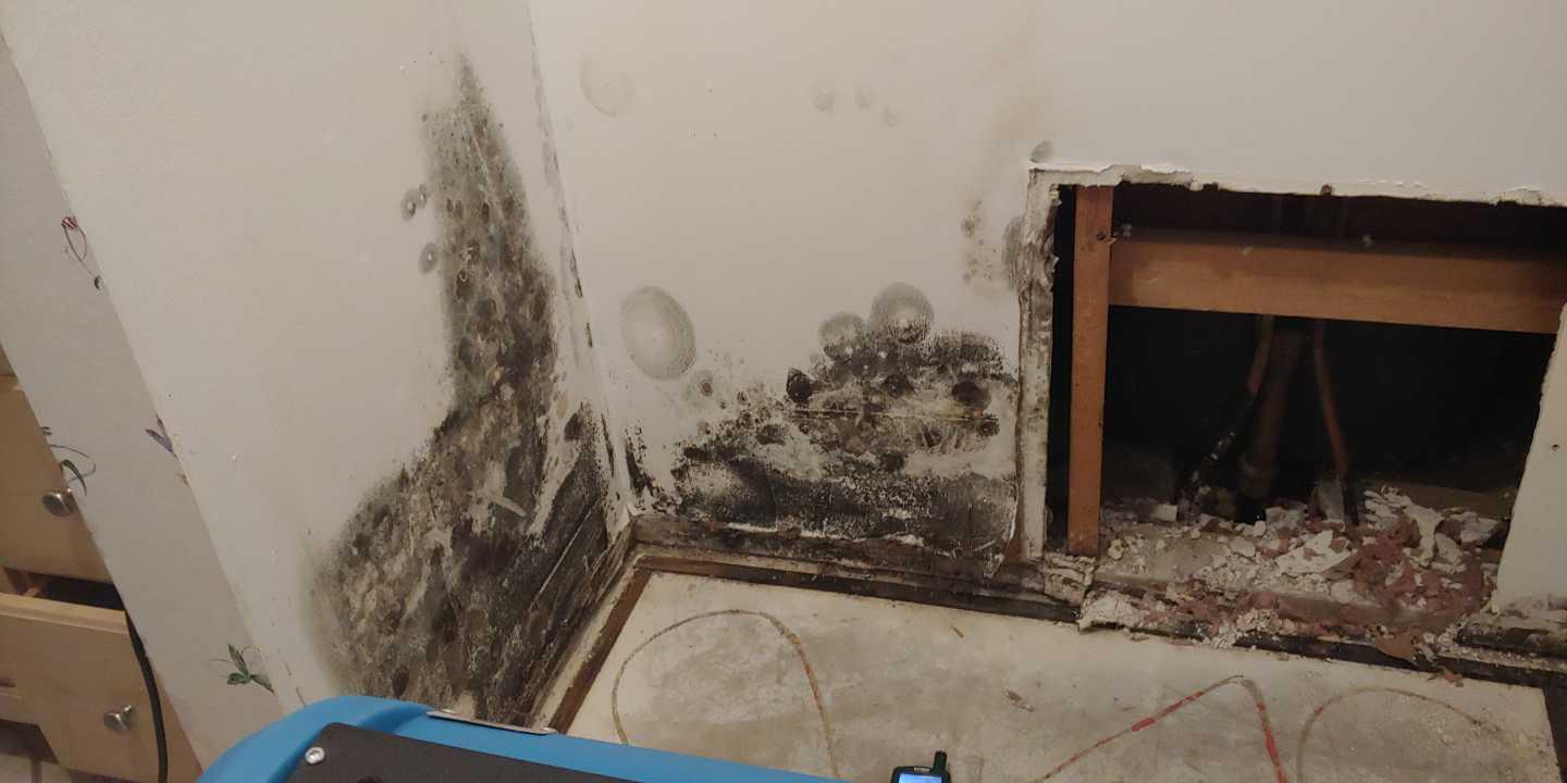 Mold Removal in Madeira Beach, Florida