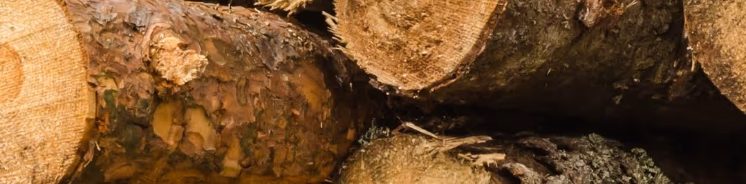 Cut tree logs and forestry products for lumber hauling and wood material transportation services