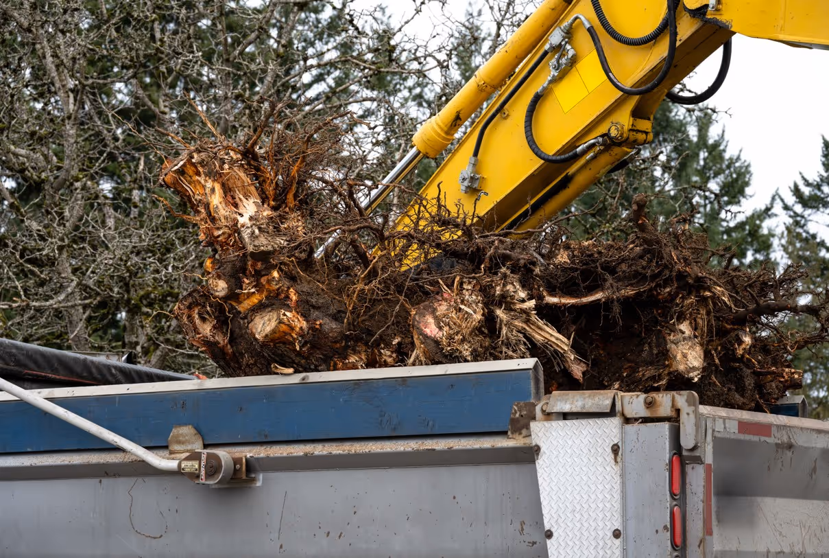 Excavator loading tree stumps and roots into truck for commercial vegetation debris removal services