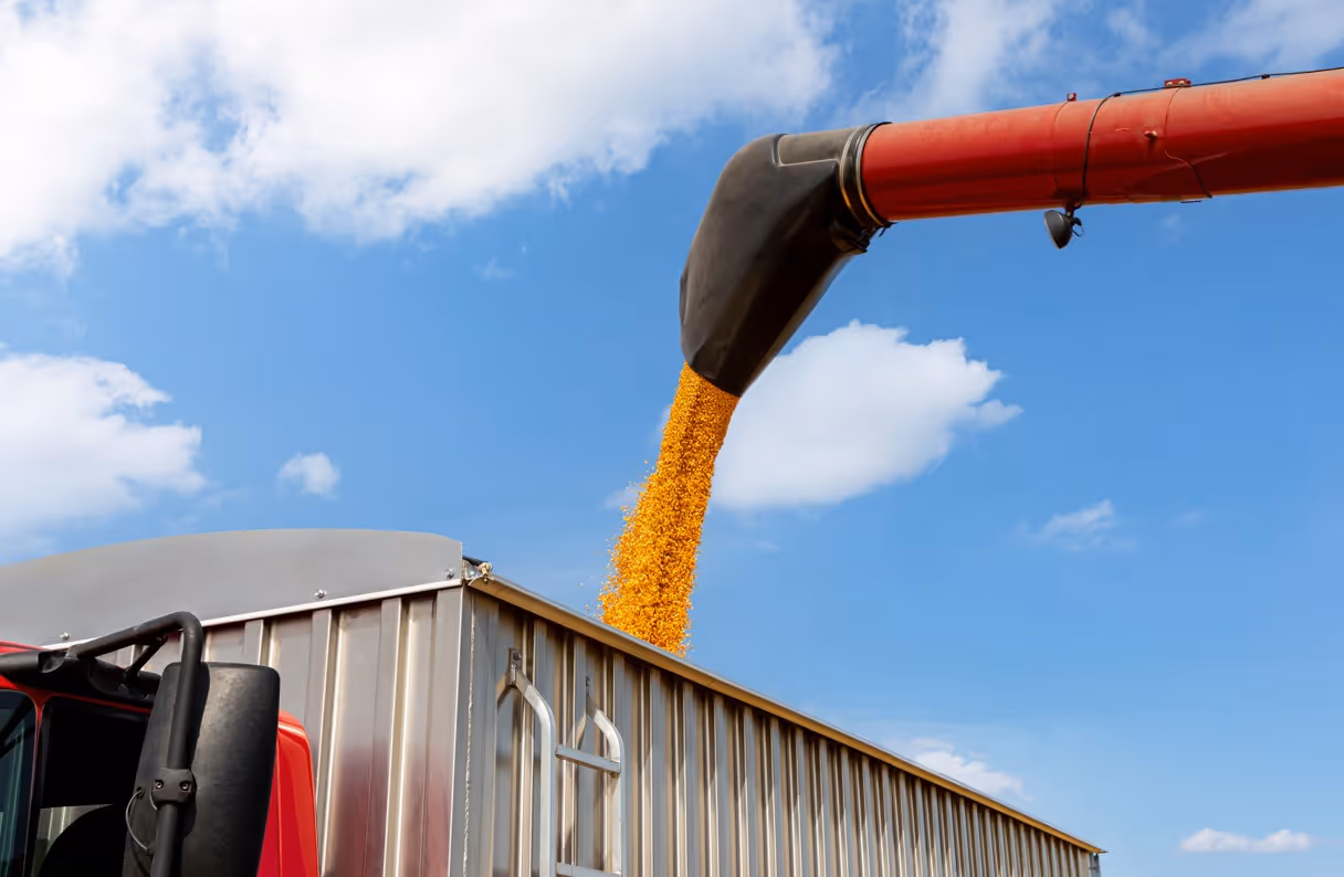 Grain auger loading corn into truck trailer for commercial agricultural commodity hauling services