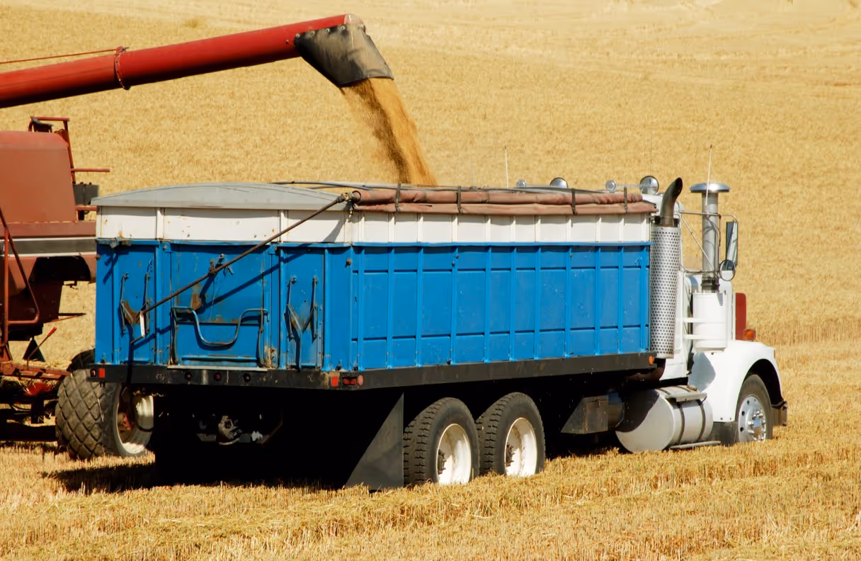 Combine auger loading wheat into blue grain truck for commercial agricultural hauling services