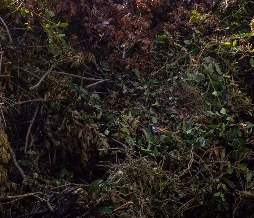 Yard waste debris for commercial truck landscaping and vegetation hauling services