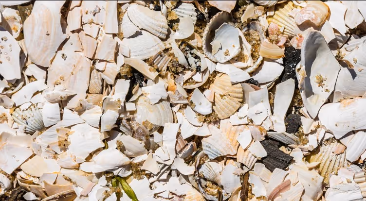 Crushed oyster shell aggregate for driveways and coastal landscaping delivery