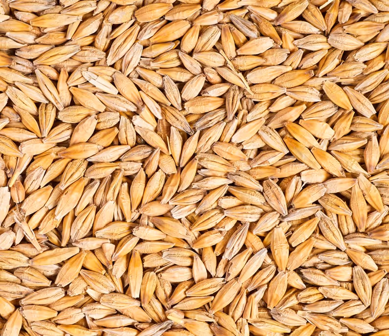 Malting barley grain for brewery supply and bulk agricultural transport services