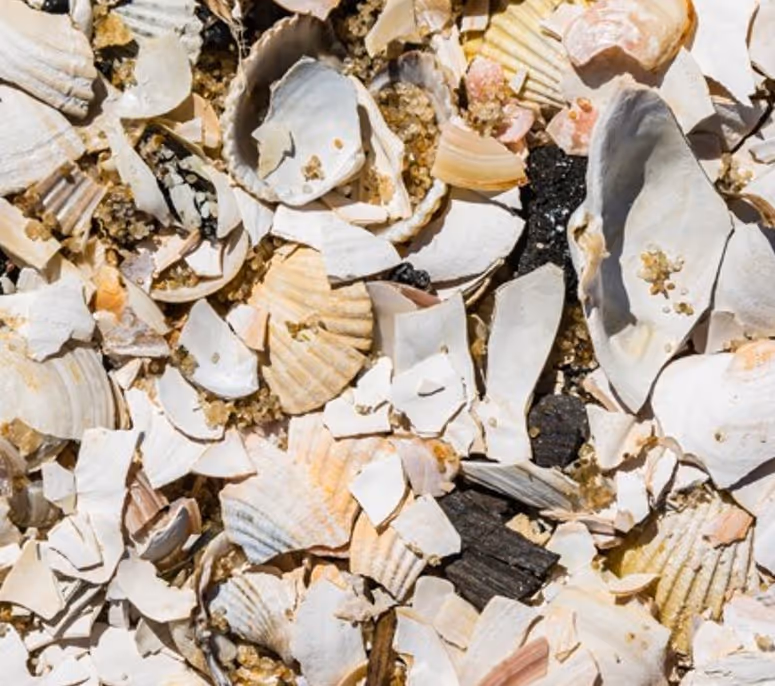 Crushed oyster shell material for landscaping bulk transport and commercial hauling services