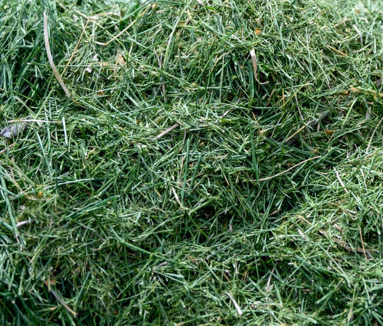 Fresh cut grass clippings for commercial landscaping waste removal and bulk hauling services