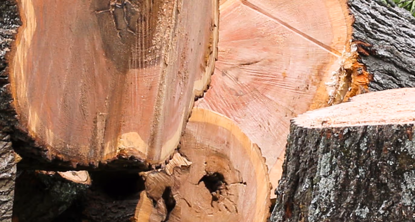 Fresh cut tree logs and rounds showing wood grain from timber harvesting requiring forestry product transport services