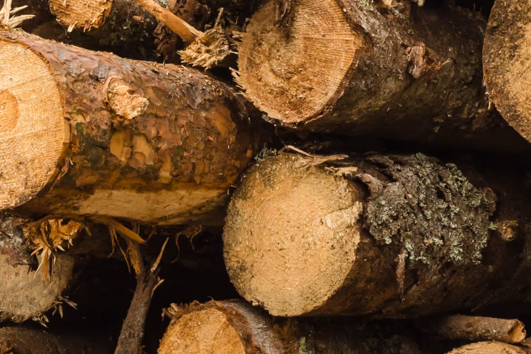 Cut pulpwood logs for paper production requiring specialized forestry product transport and industrial delivery