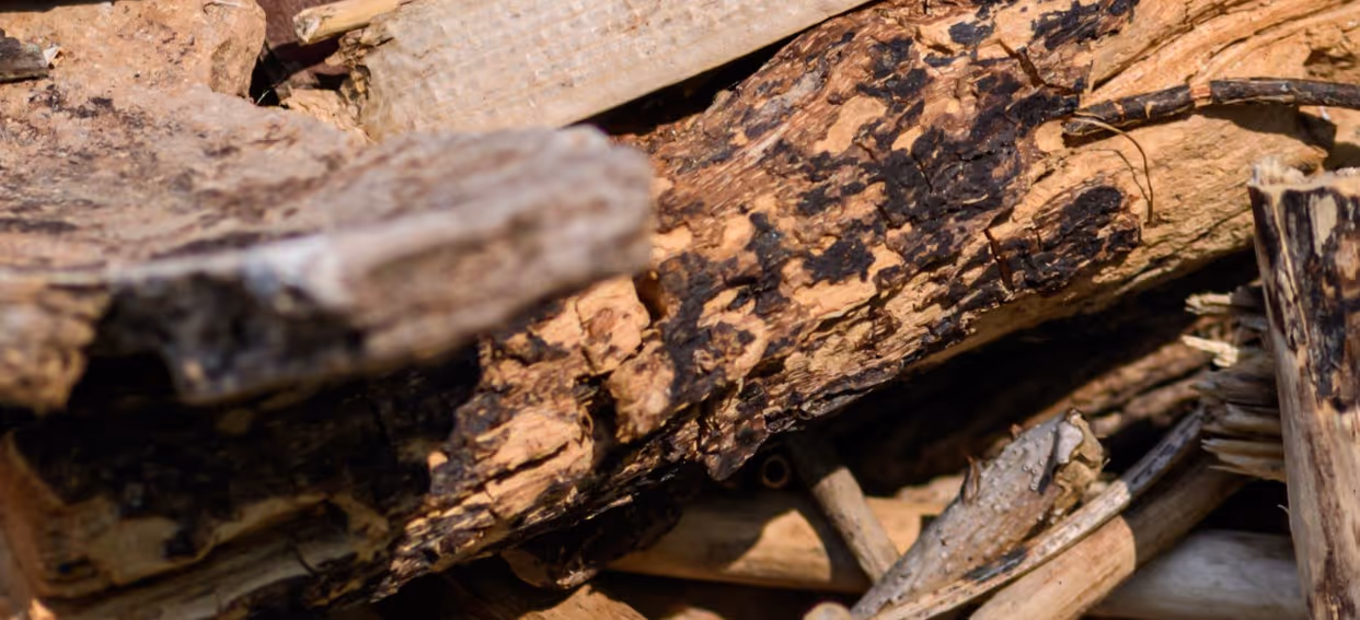 Weathered mixed wood waste and debris from demolition requiring specialized forestry product transport and waste disposal