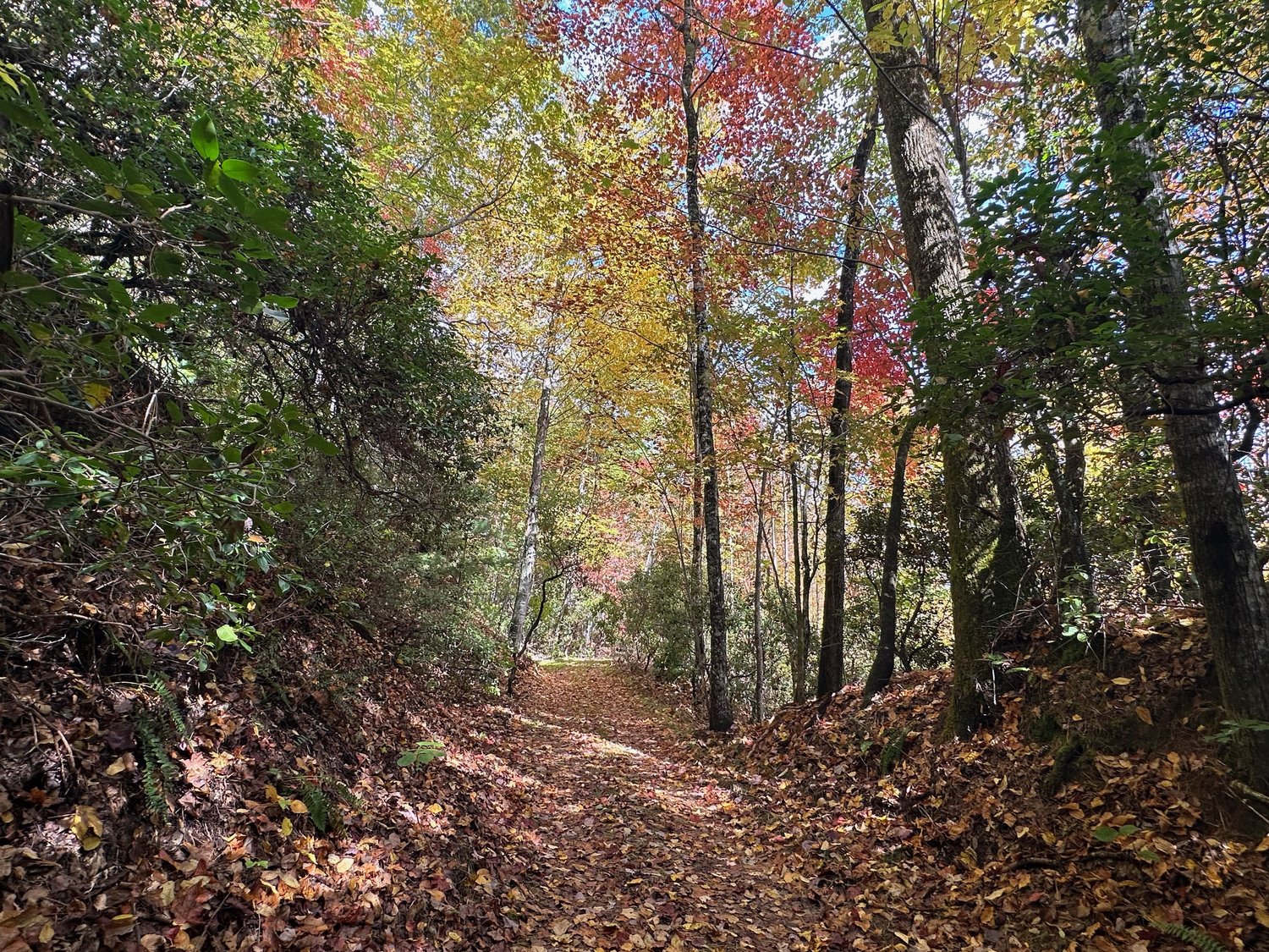 A leaf-covered trail through fall color at Burton