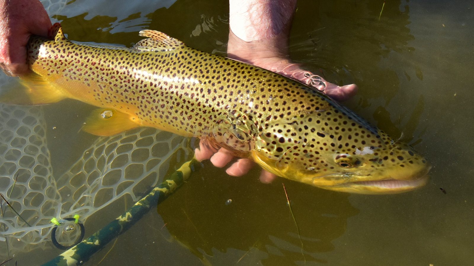 Soque River Trophy Trout Fly Fishing Trip Auction