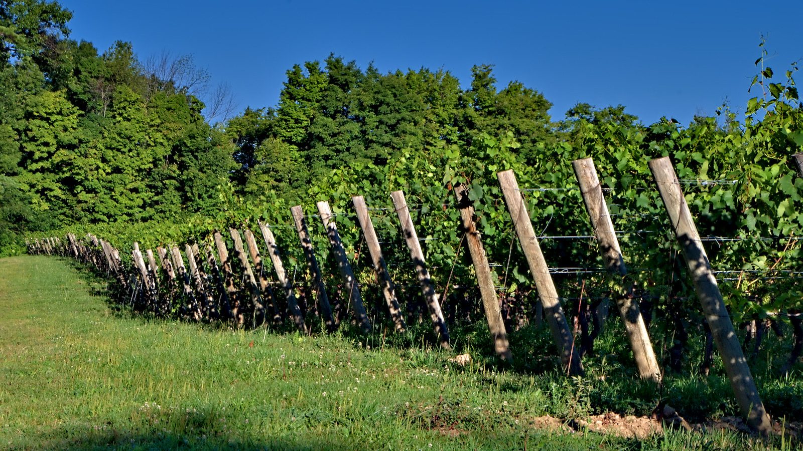 The Jesse Williams Band at Tiger Mountain Vineyards
