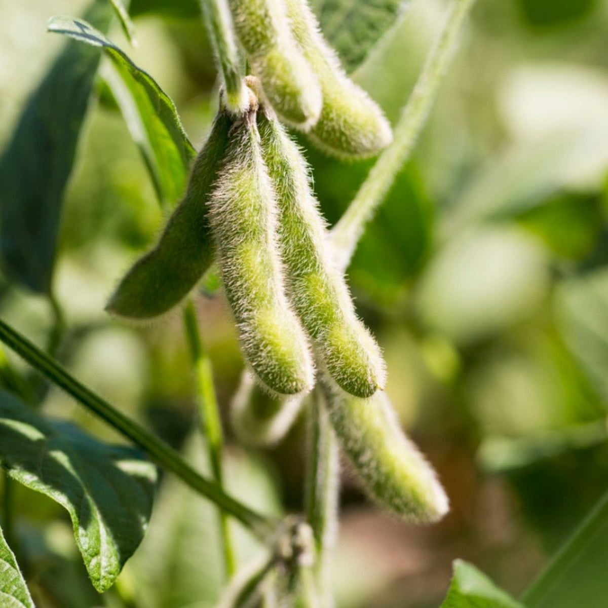 Soybean
