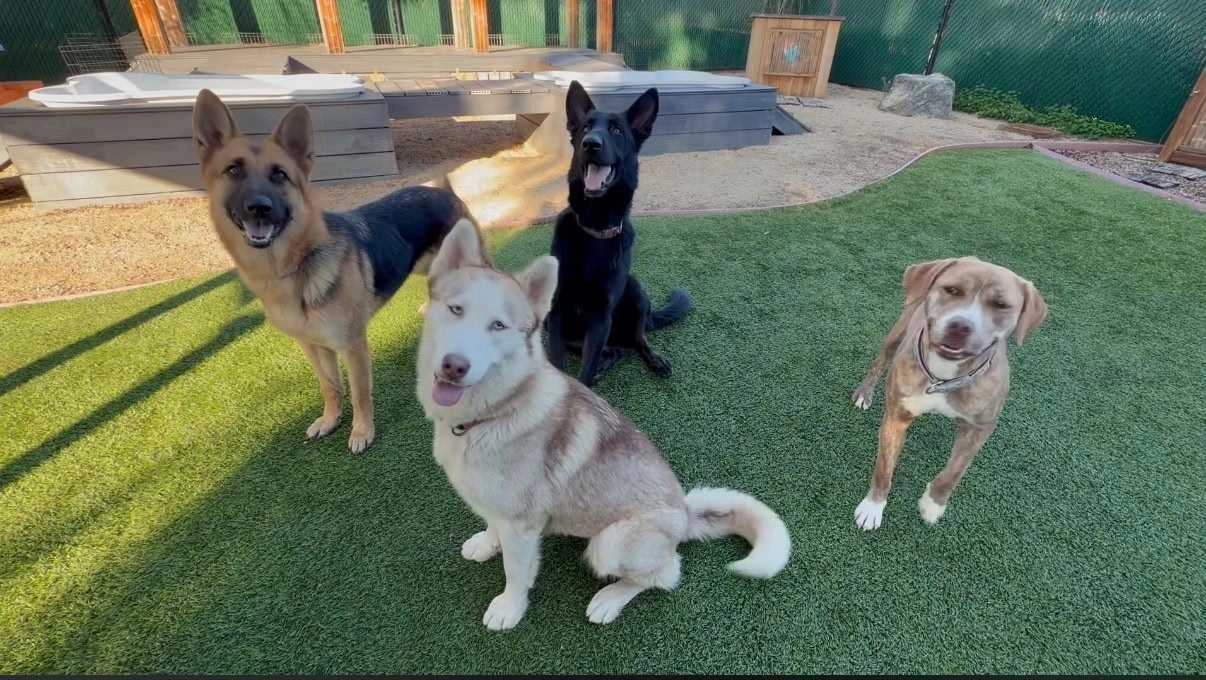 Shake dem paws group of dogs waiting happily for training