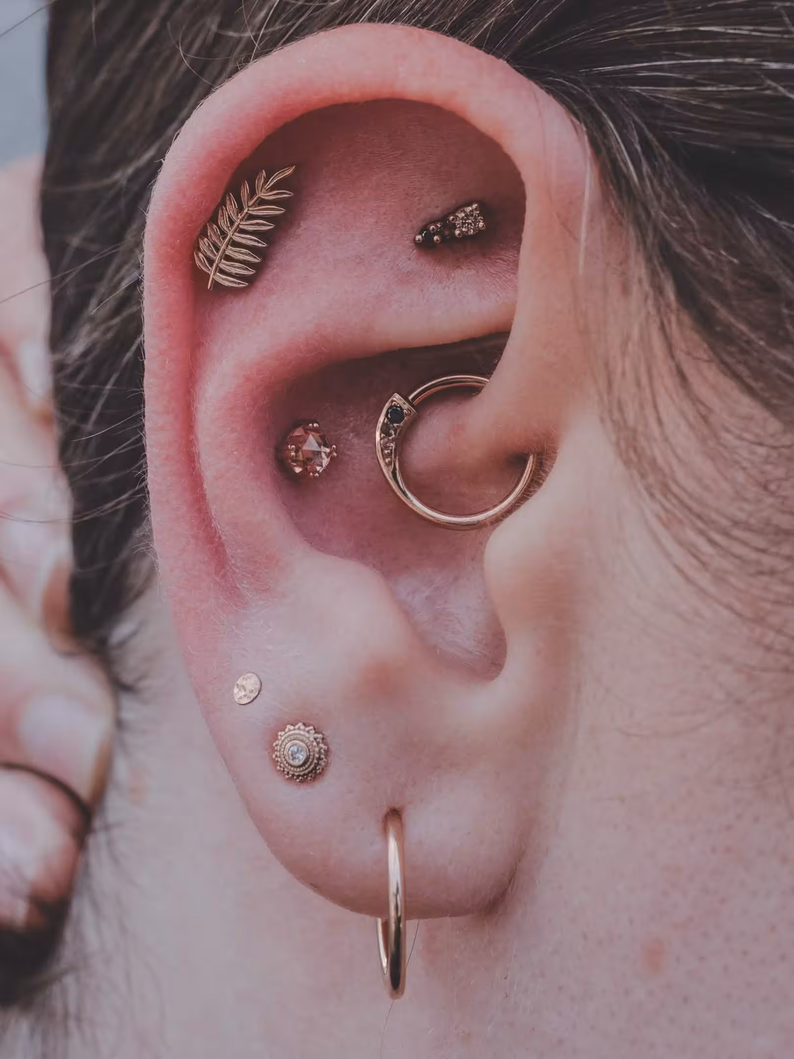 Ear with multiple rose gold piercings, including a daith hoop, helix studs, and lobe studs.