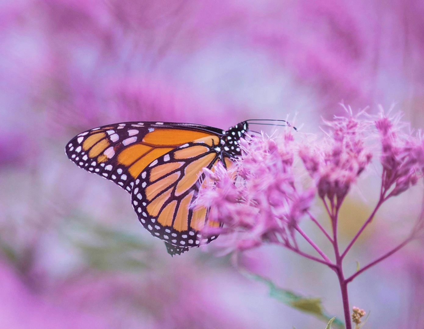 Lori Pereira Image Butterfly sitting in a flower