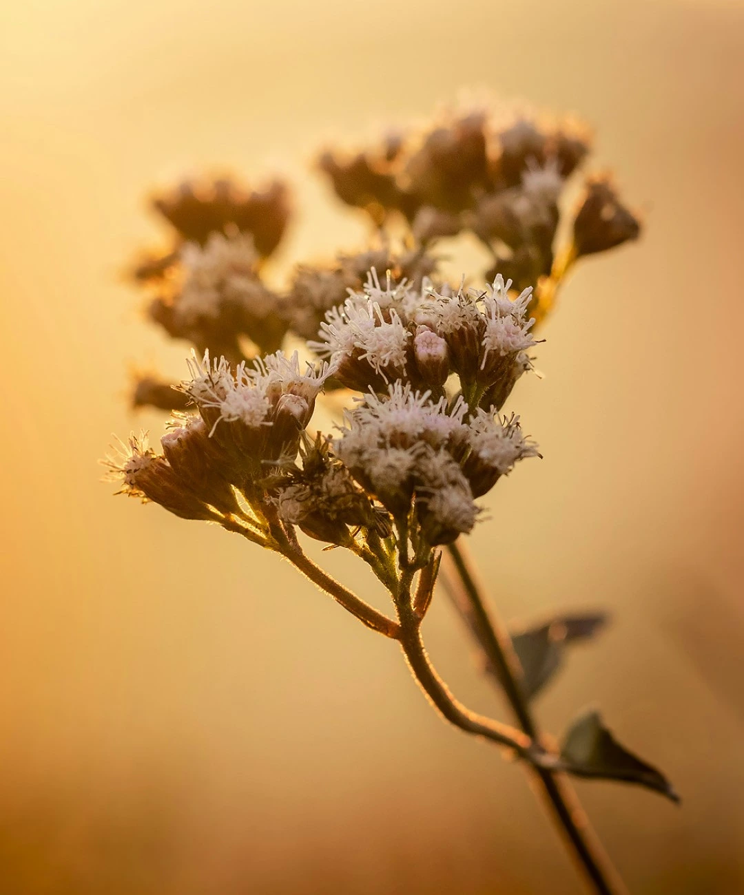 Lori Pereira Image Flower Consulting Page
