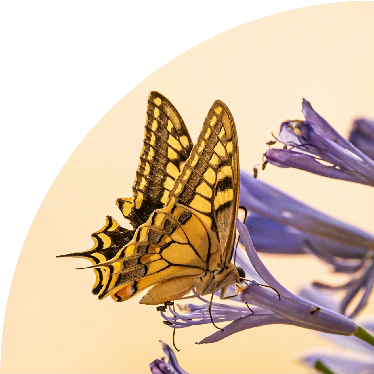 Lori Pereira Image Butterfly in a flower