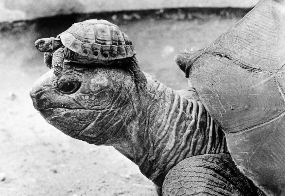 A large tortoise with a smaller tortoise perched on its shell, both displayed in black and white. The scene captures their textured skin and shells against a blurred background.