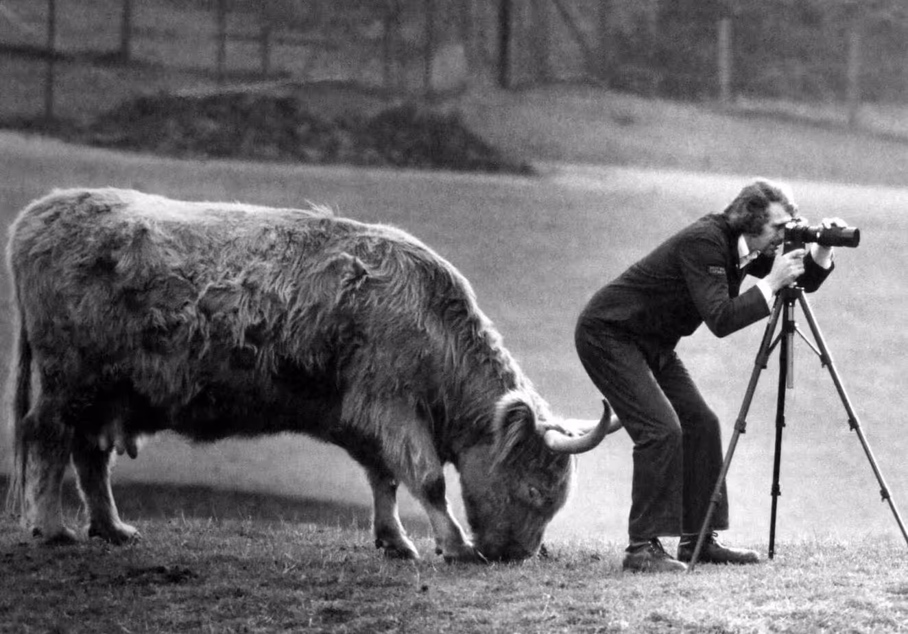 A person in formal clothing kneels beside a cow while using a camera mounted on a tripod. The cow grazes in a grassy area, with a blurred background of trees and a fence.