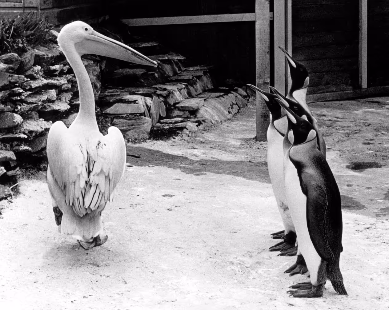 A pelican standing in front of three penguins on a rocky surface, with a wooden structure in the background. The image is in black and white.