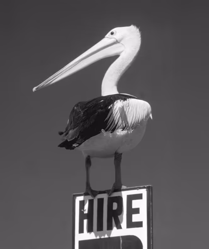 A pelican perched on top of a black and white "HIRE" sign against a clear sky backdrop.