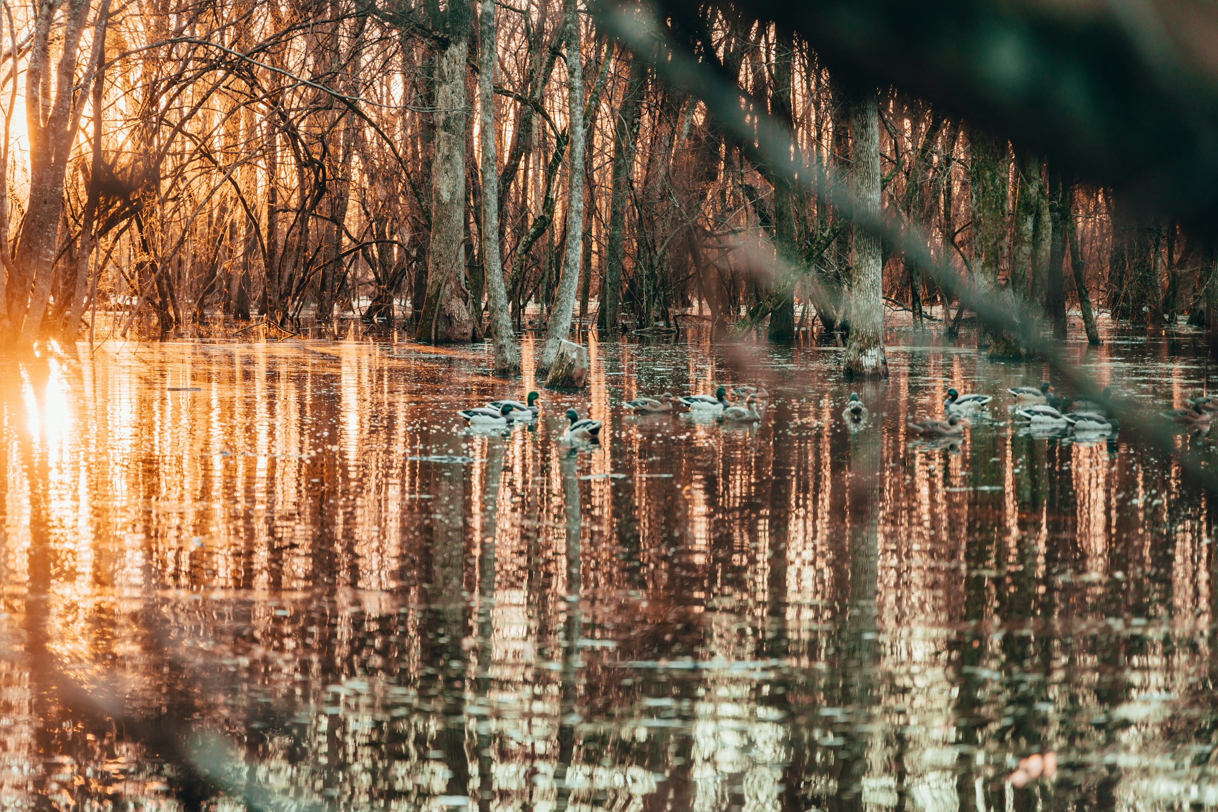 Tree-lined lake at The Grove near Pine Bluff, Arkansas