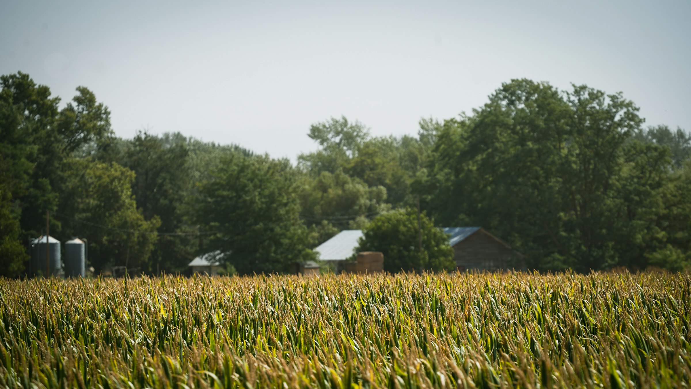 Green fields and trees in Walla Walla, Washington