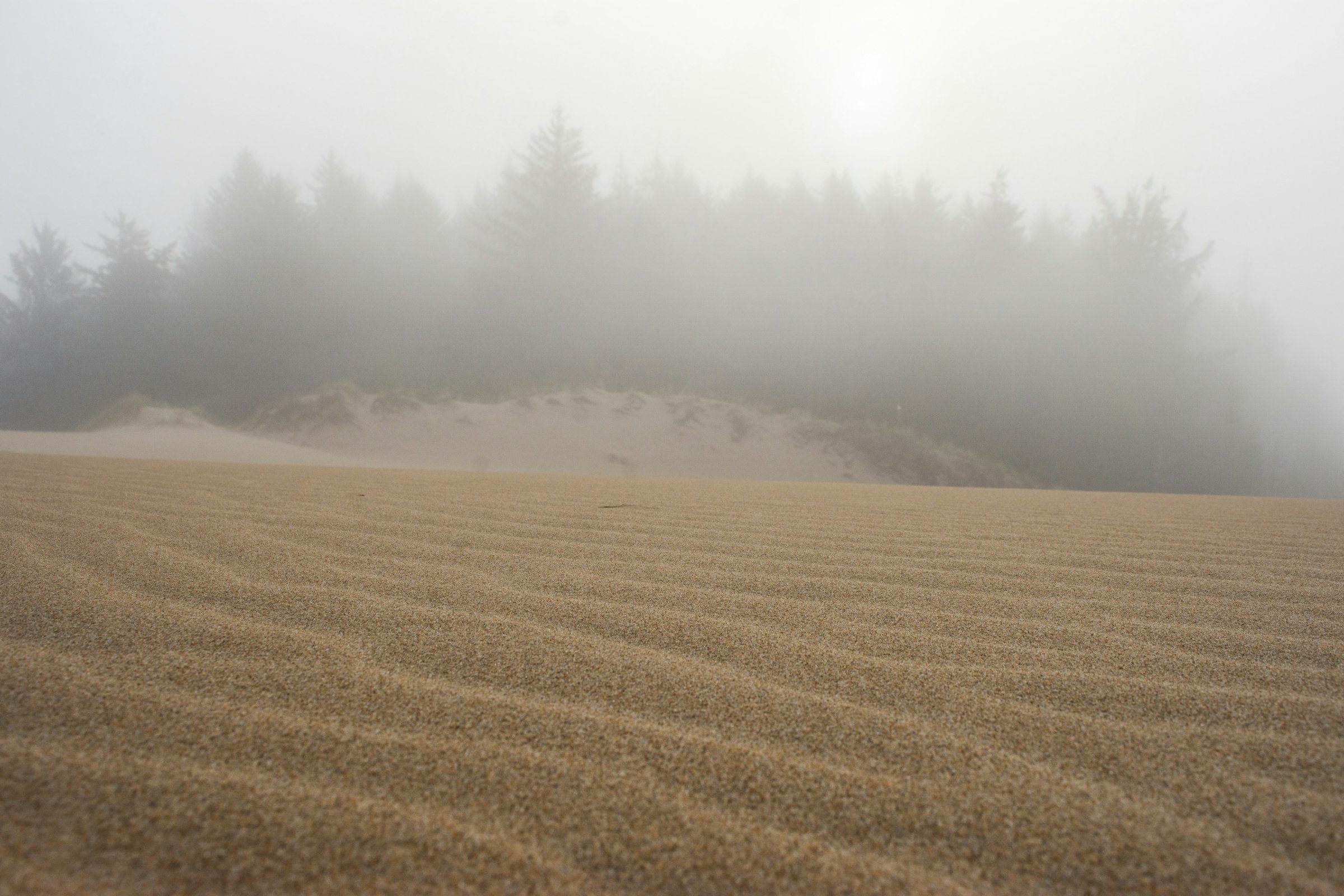 Fog over the Oregon Dunes and coastal pine forest near Lakeside, Oregon