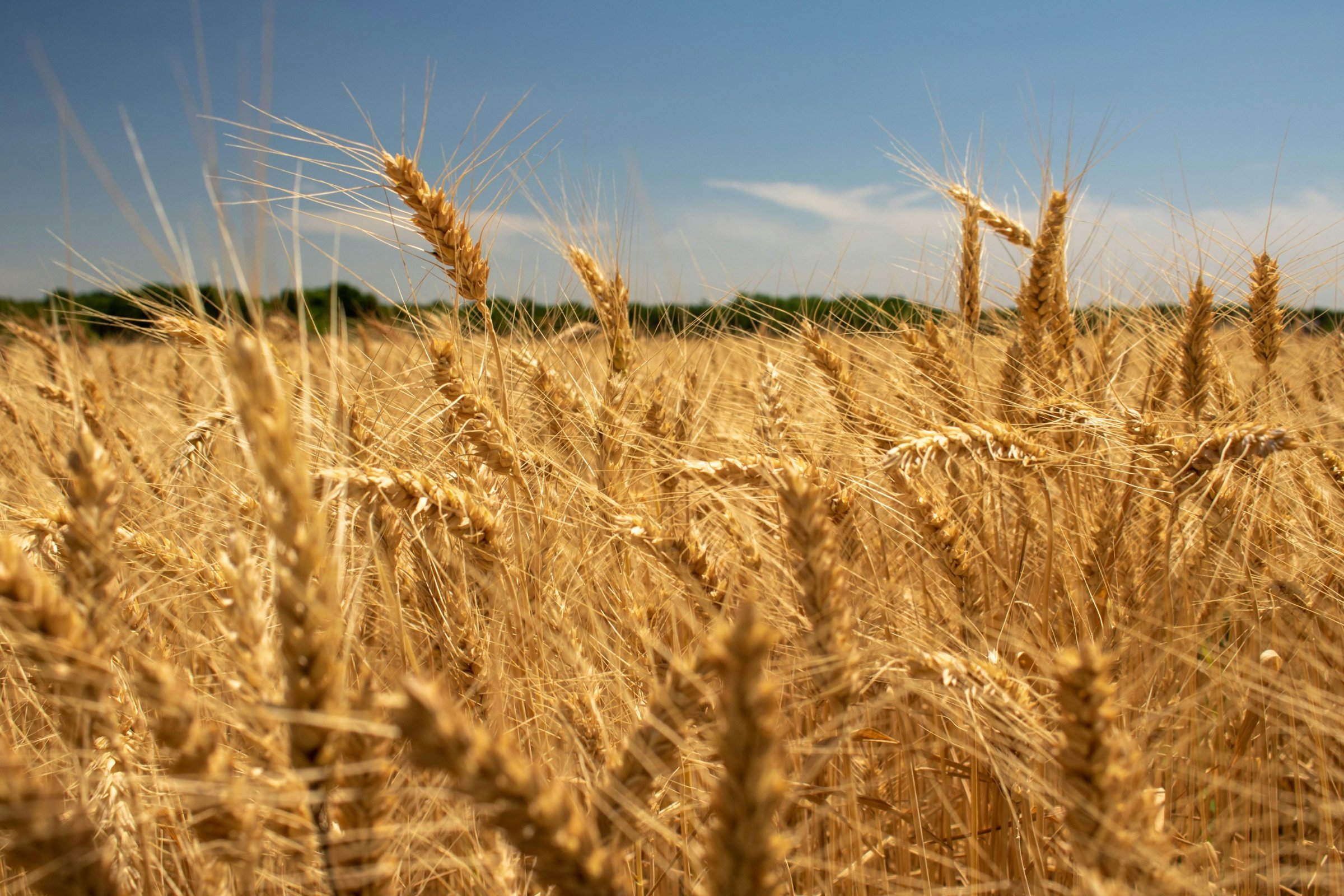Golden wheat field near Winfield, Kansas