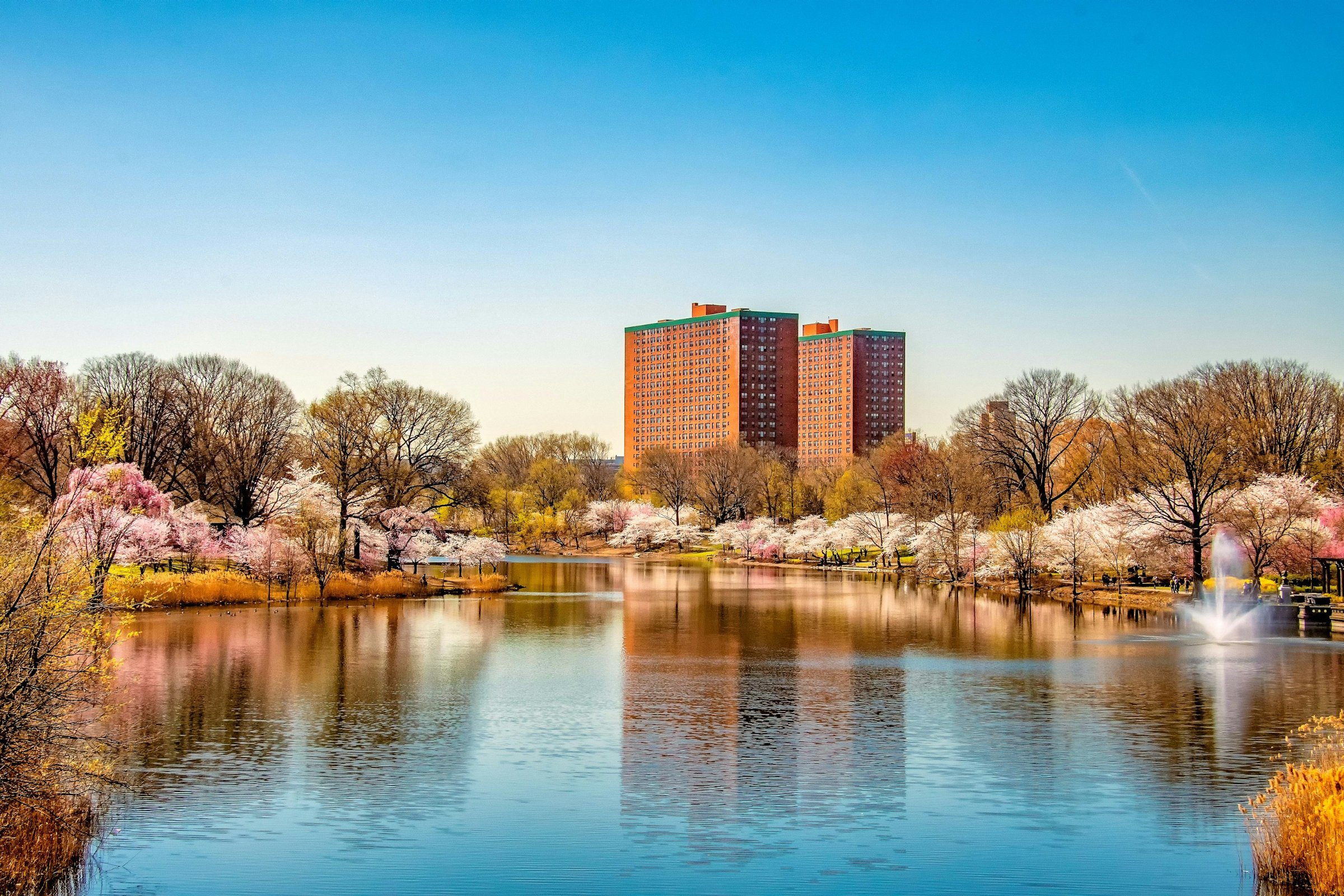 Cherry blossoms in Branch Brook Park in Newark, New Jersey