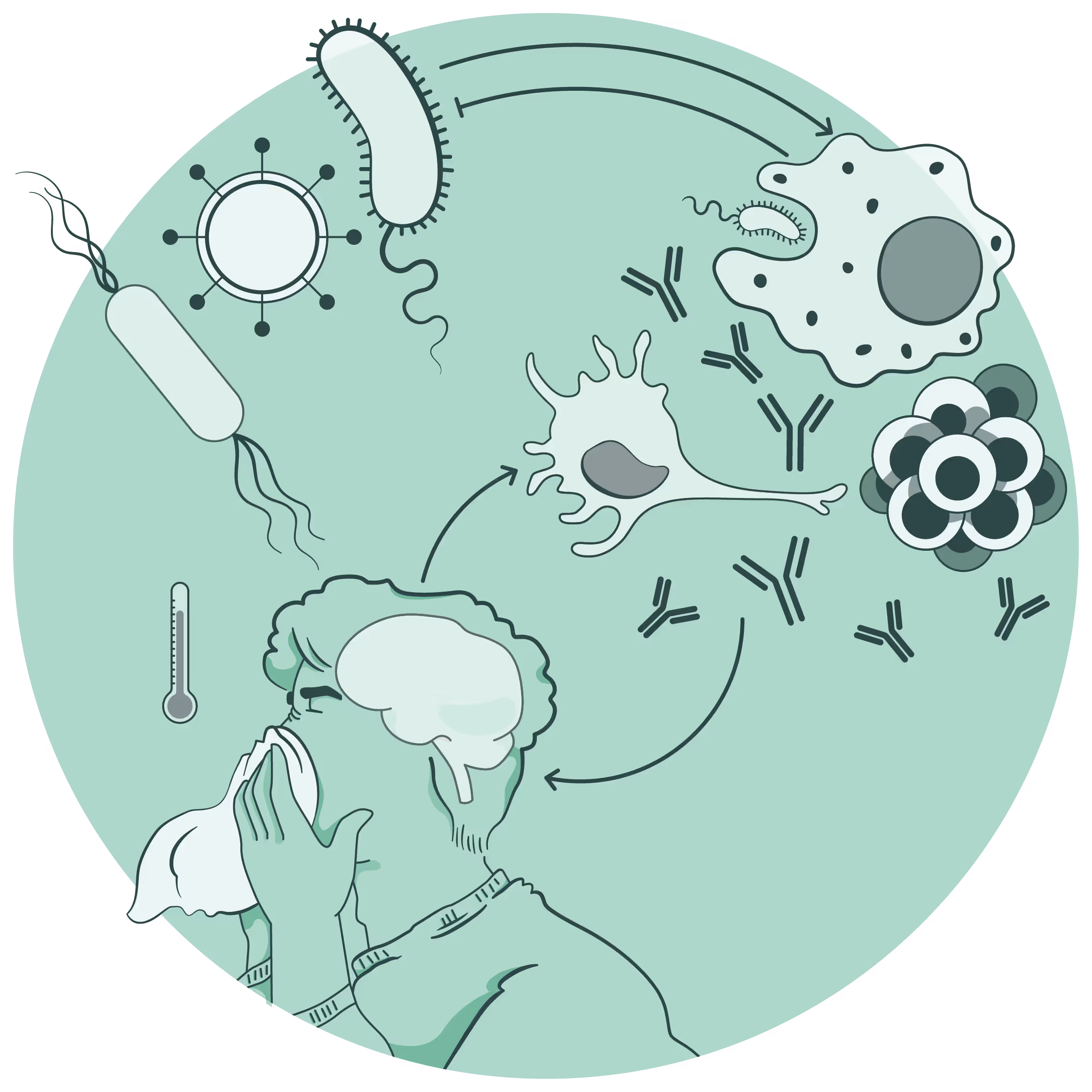 Neuroimmune interactions illustration