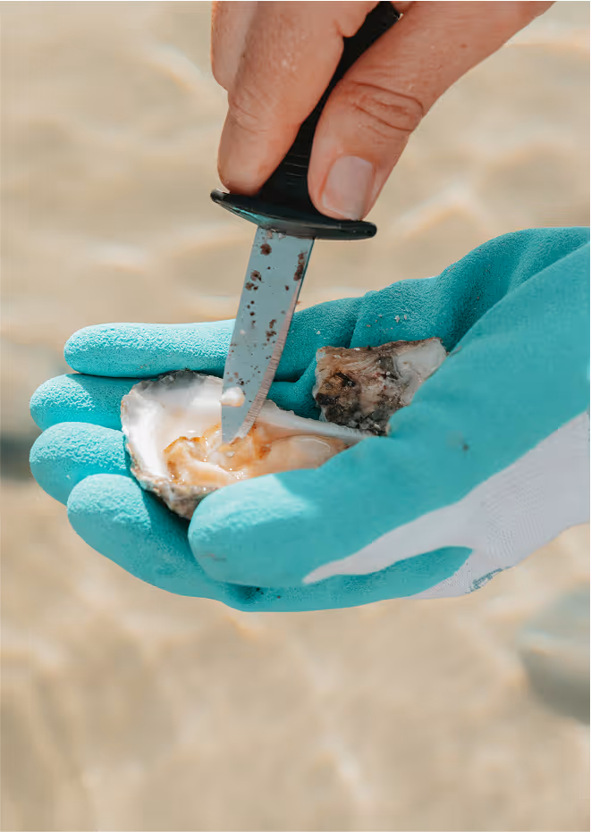 An oyster being shucked with a knife