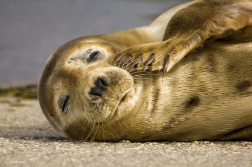 Guided Seal Safari by Boat - Adult