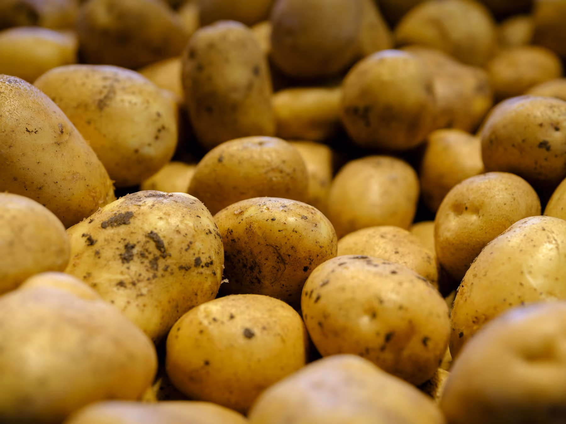 Seed Potato for Sale - RegenZ