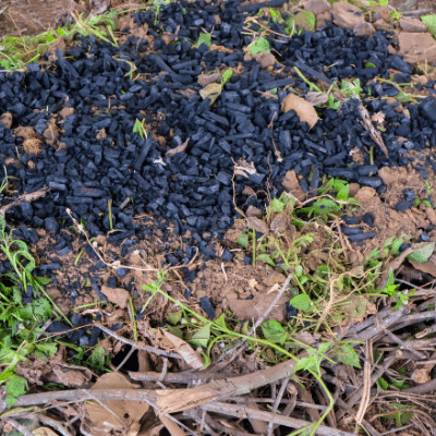 Biochar inoculant