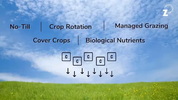 Carbon Drawdown - RegenZ