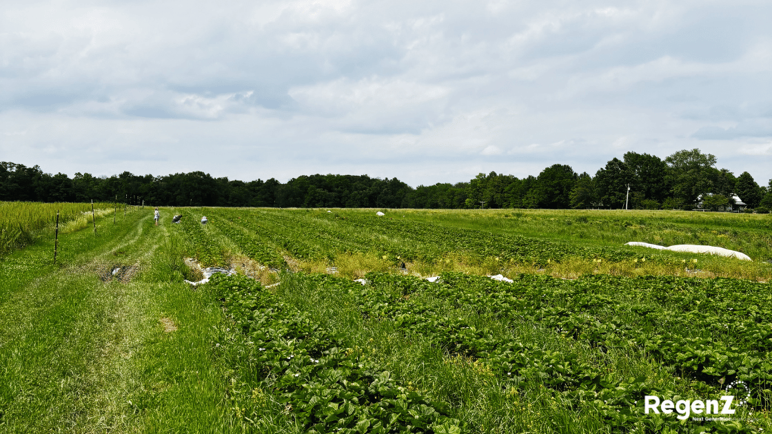 South Africa's Regenerative Agriculture Revolution: How Farmers Are Healing the Land and Their Livelihoods