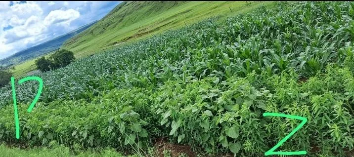 Three seasons in Bergville: what independent trials taught us about organic conservation agriculture
