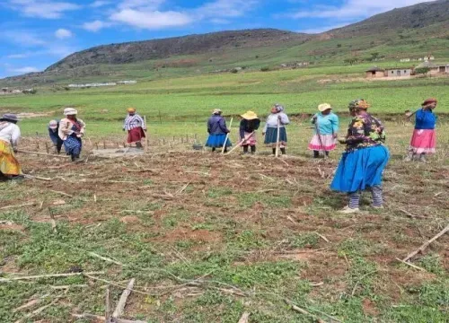 Three seasons in Bergville: what independent trials taught us about organic conservation agriculture