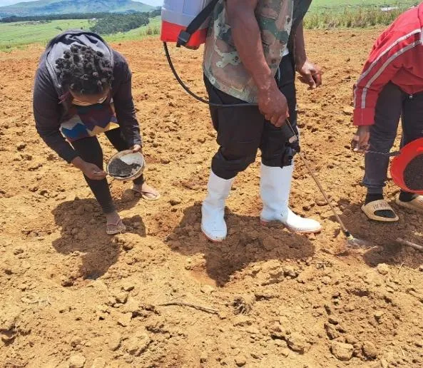 Farmers planting with organic fertiliser and biological inputs in a CA trial furrow