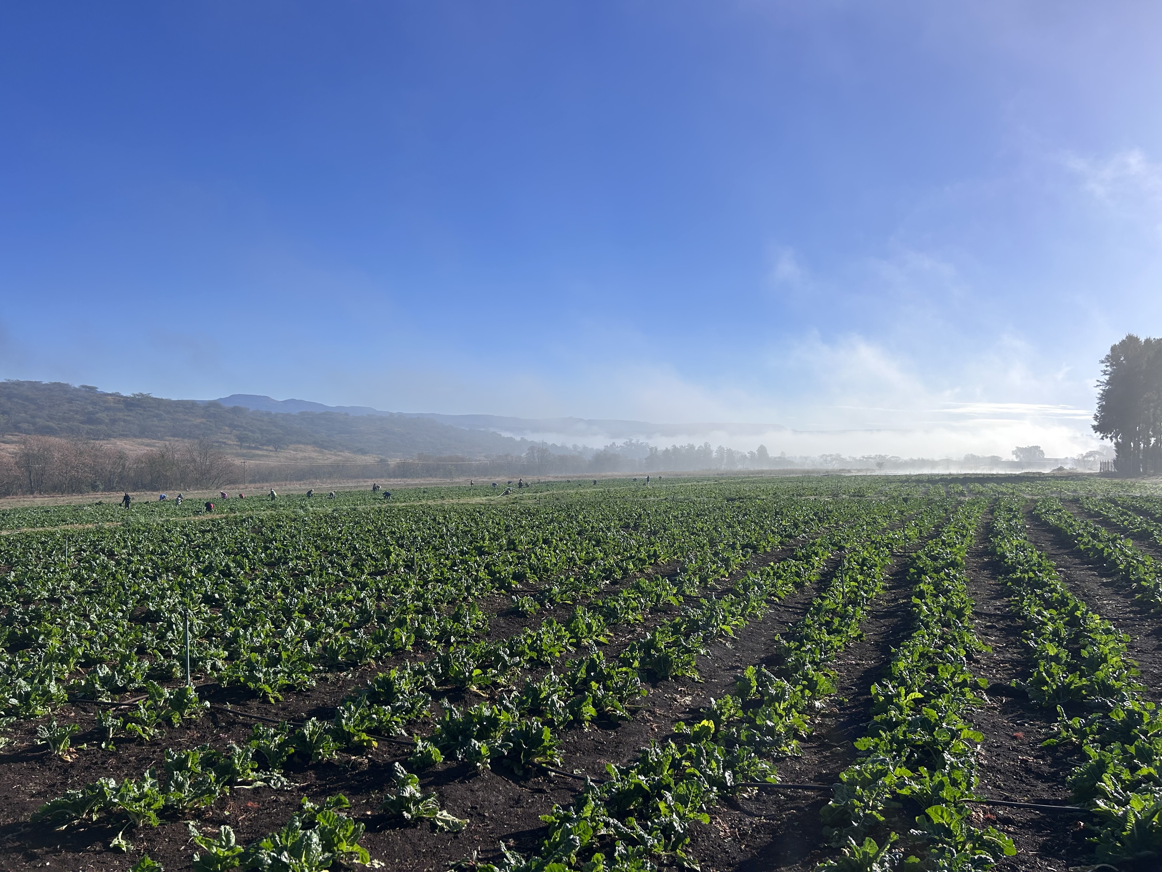 How RegenZ Is Bringing Agronomy Services to Small-Scale Farmers
