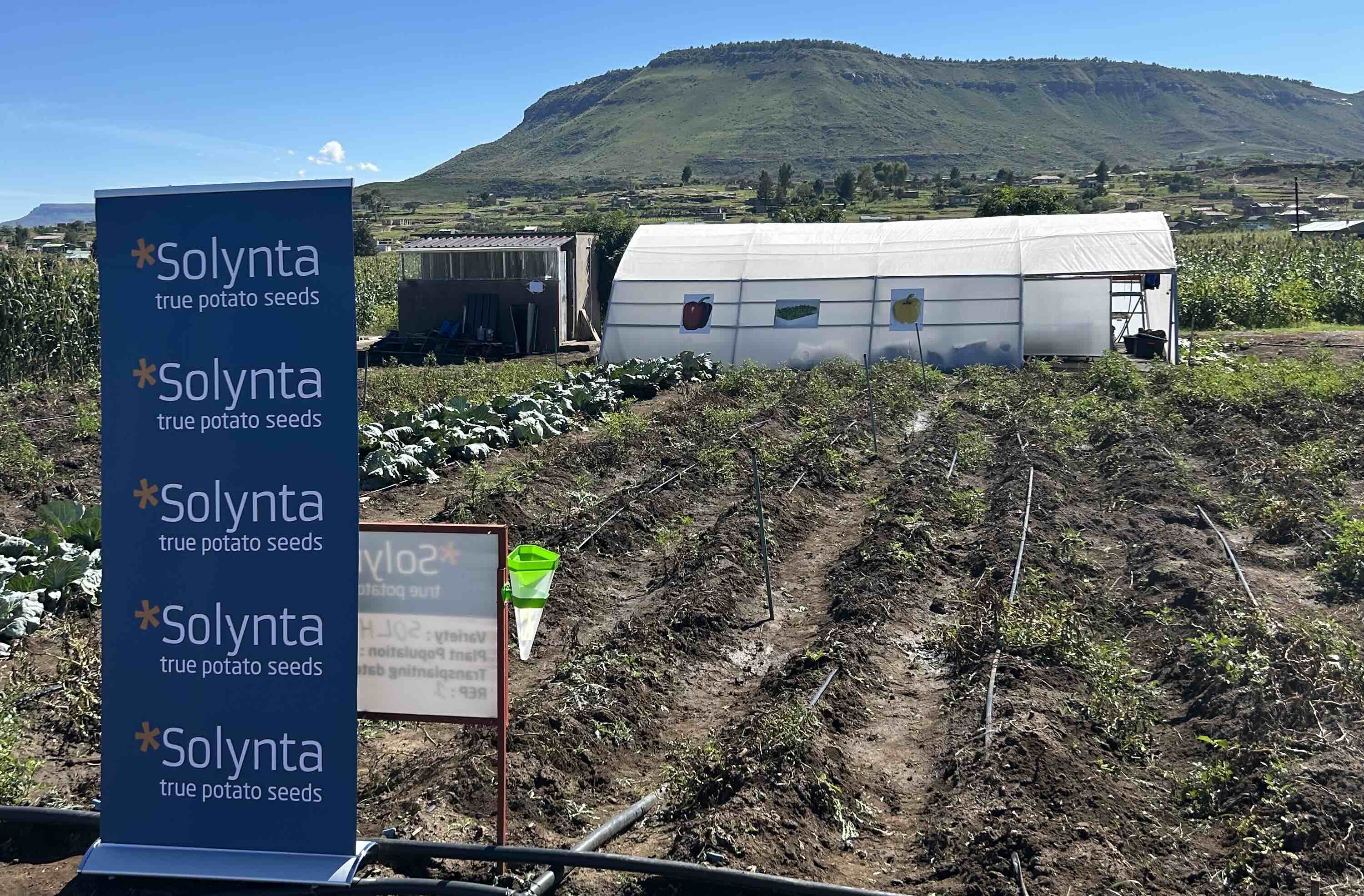 Hybrid True Potato Seed Trials Come to South Africa, Lesotho, Botswana and Zimbabwe