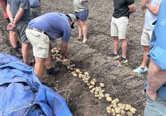 How Much Seed Potato Do You Need Per Hectare, and What Will It Cost?