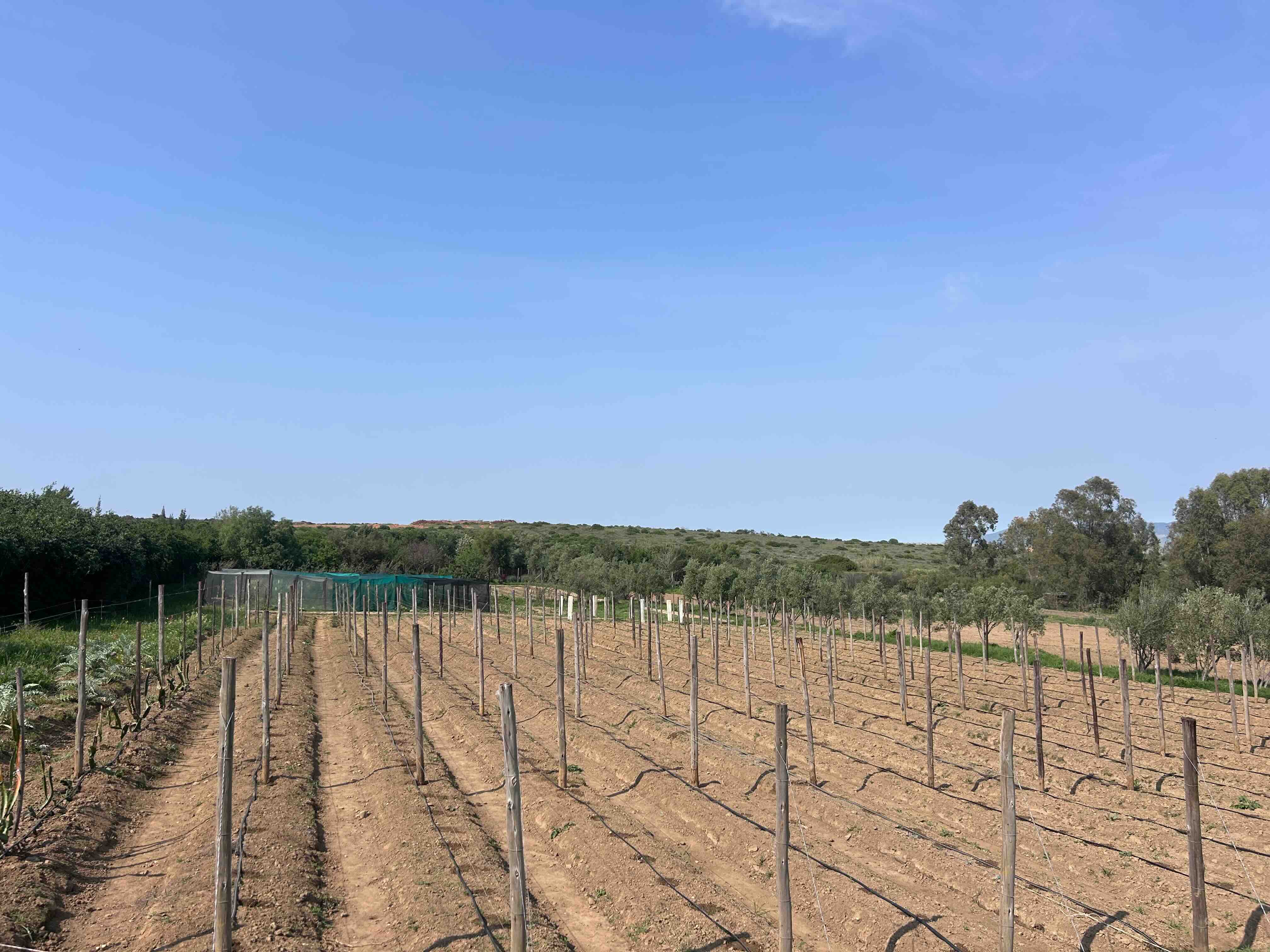 No Agronomist Nearby? How to Get a Proper Fertiliser Programme Anyway