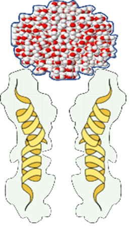 Water cluster before dynamization