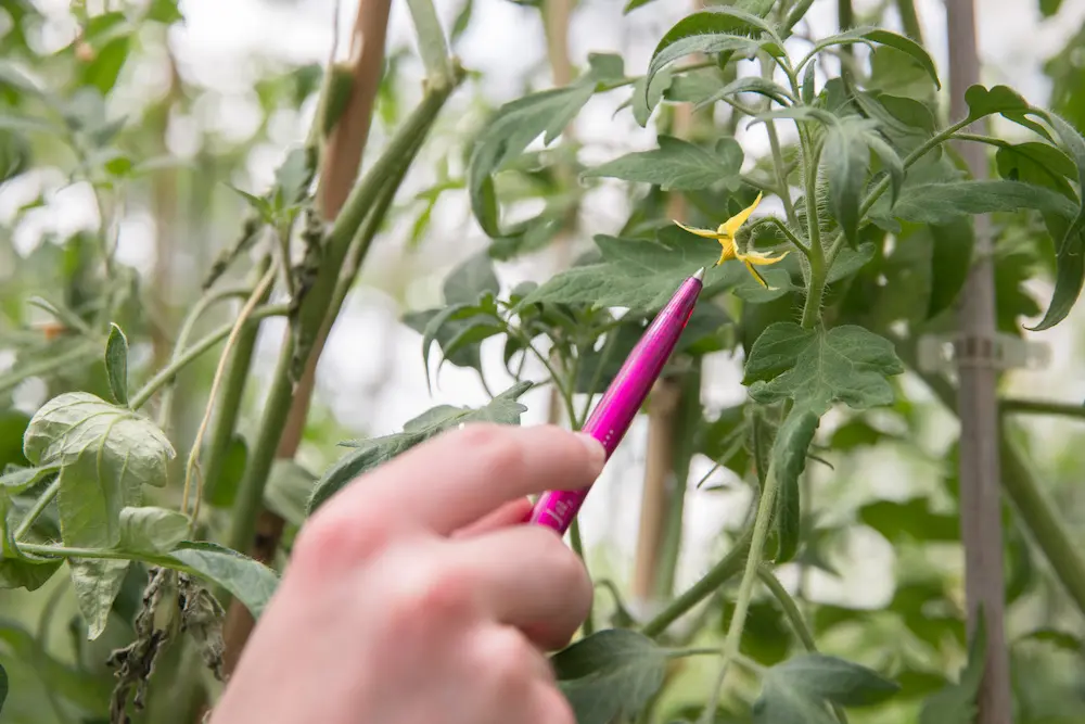 test on potato blight