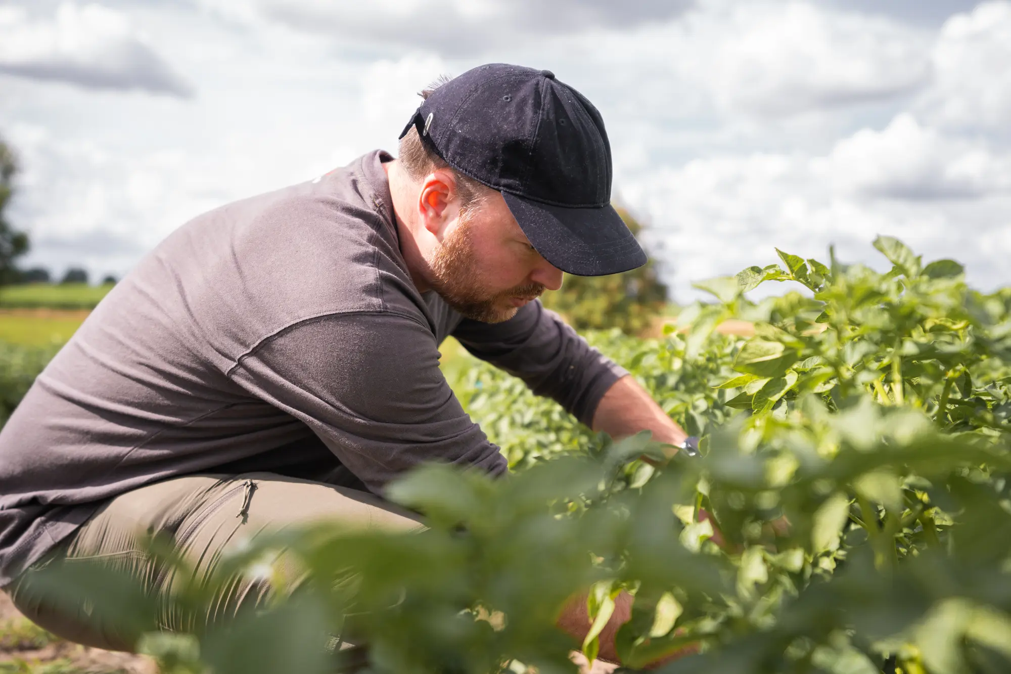 test on potato blight by an employe